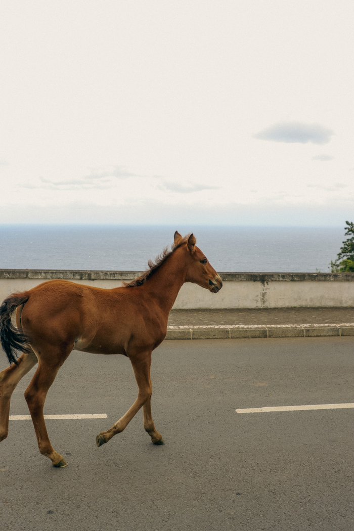 horse print