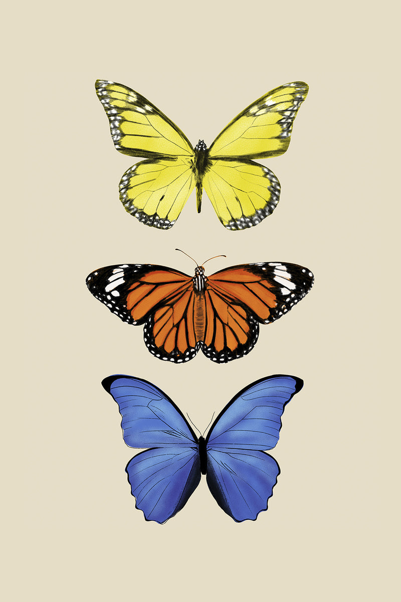 three butterflies with yellow, orange, and then blue in a vertical line
